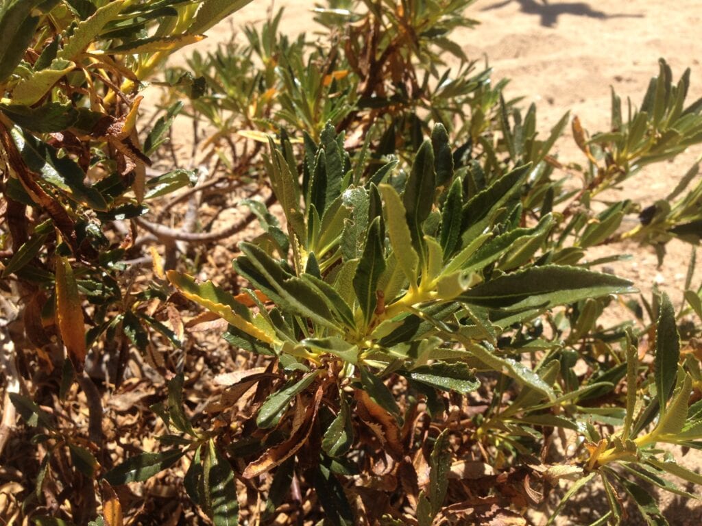 A close up view of the green shrubs