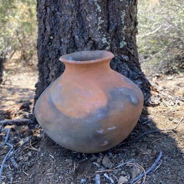 Prehistoric pottery placed near a tree trunk