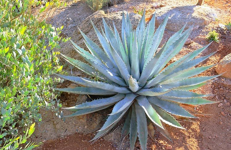 AGAVE CHRYSANTHA23