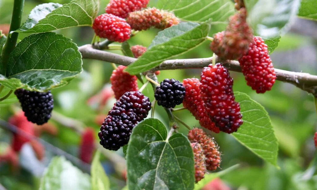 Closeup shot of black and red mulberry fruits on the trees
