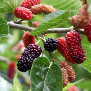 Closeup shot of black and red mulberry fruits on the trees
